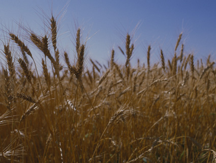 section of mature wheat in field