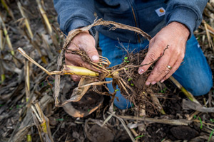 Cargill_Soil_Vinton_0459